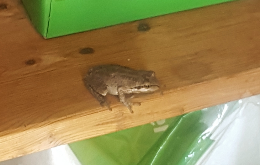 This baby Froglet was found in a utility room 8/2019 on Durand Drive